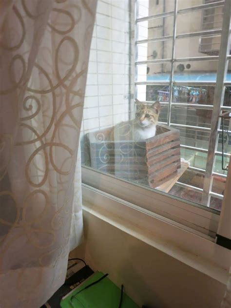 野貓跑進家裡怎麼辦 窗台利用